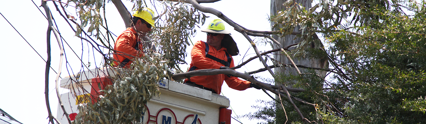 Ausgrid Tree Trimming Contractors cutting back trees near powerlines