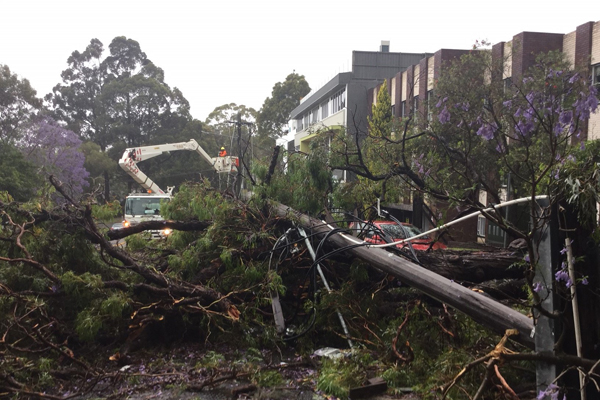 Ausgrid attends to wires down at Castle Cove
