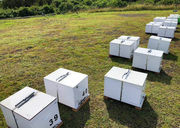 Ausgrid partners with AgTech company Bee Innovative to house bees on its land in Newcastle