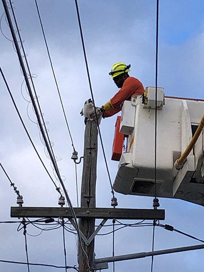 Field worker rescues cat from pole in Matraville