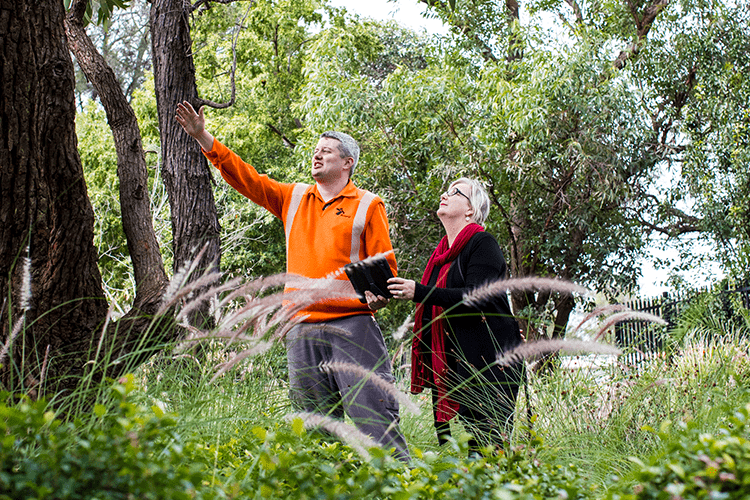 Ausgrid employee and council representative check progress of bush regeneration