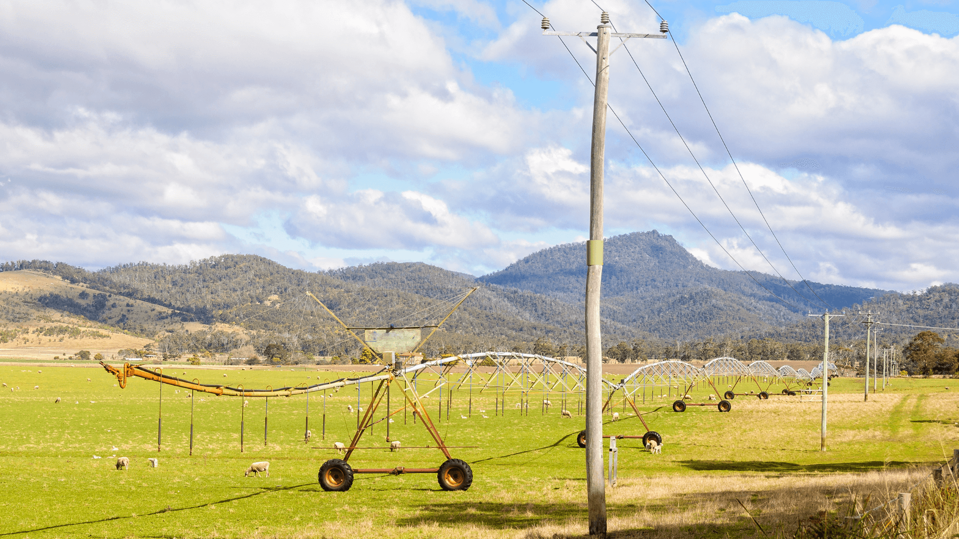 Irrigation system and electricity pole on agricultural field with sheep