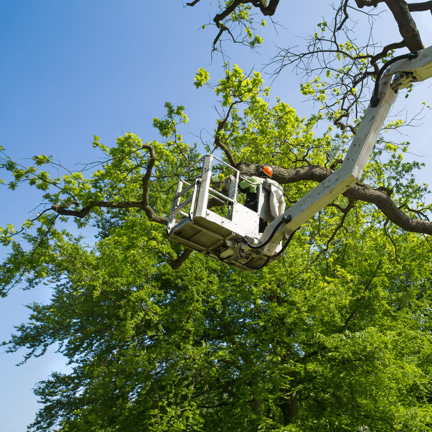 Tree trimming from crane