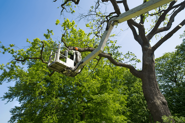 Tree trimming in crane